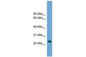 Image no. 1 for anti-Hairy and Enhancer of Split 7 (HES7) (AA 151-200) antibody (ABIN6744677)