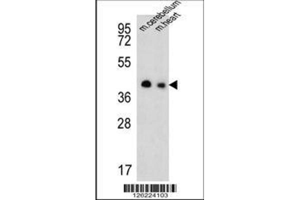 anti-Solute Carrier Family 25 (Mitochondrial Thiamine Pyrophosphate Carrier), Member 19 (SLC25A19) (AA 236-263), (C-Term) antibody