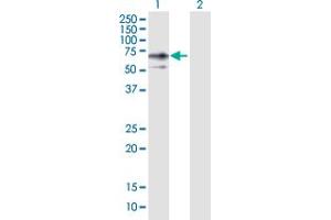 Image no. 1 for anti-ERO1-Like Protein alpha (ERO1L) (AA 1-468) antibody (ABIN526221)