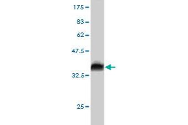 RFFL antibody  (AA 2-99)