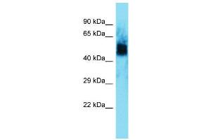 Image no. 1 for anti-UNC Homeobox (UNCX) (N-Term) antibody (ABIN2779992)
