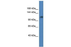 Image no. 2 for anti-Ankyrin Repeat Domain 27 (VPS9 Domain) (ANKRD27) (C-Term) antibody (ABIN2788435)