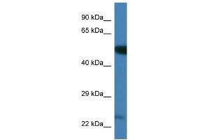 Image no. 1 for anti-Polo-Like Kinase 3 (PLK3) (C-Term) antibody (ABIN2784737)