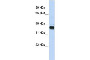 Image no. 1 for anti-Nudix (Nucleoside Diphosphate Linked Moiety X)-Type Motif 18 (NUDT18) (C-Term) antibody (ABIN2783563)