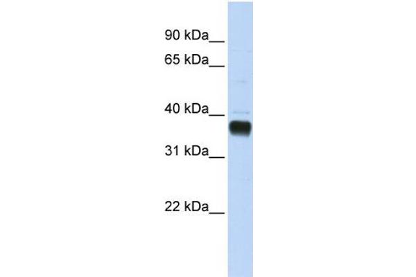 anti-Nudix (Nucleoside Diphosphate Linked Moiety X)-Type Motif 18 (NUDT18) (C-Term) antibody