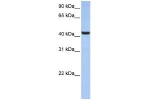 Image no. 1 for anti-beta-1,3-N-Acetylglucosaminyltransferase 7 (B3GNT7) (N-Term) antibody (ABIN2783610)