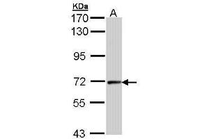 anti-Cyclin T2 (CCNT2) (C-Term) antibody