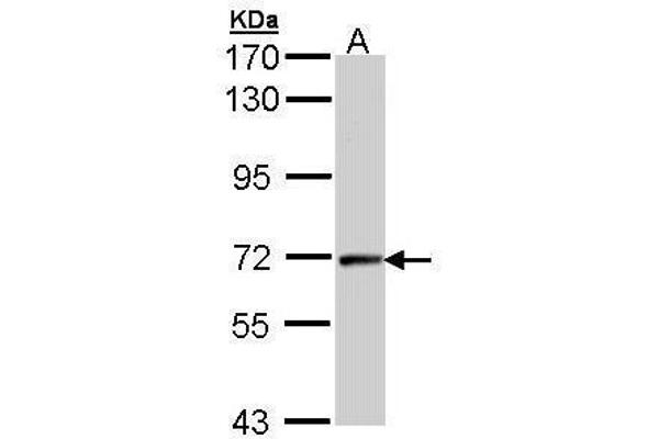 anti-Cyclin T2 (CCNT2) (C-Term) antibody