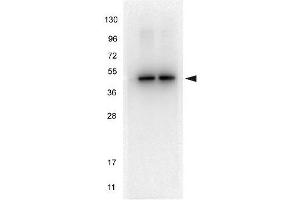 Image no. 5 for anti-alpha Tubulin (TUBA1) (C-Term) antibody (ABIN964563)