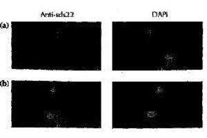 Image no. 1 for anti-Protein Phosphatase 1, Regulatory Subunit 7 (PPP1R7) (C-Term) antibody (ABIN2452121)