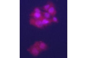 anti-Glypican 3 (GPC3) (AA 21-50), (N-Term) antibody
