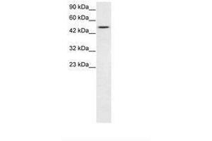 anti-T-Box 19 (TBX19) (N-Term) antibody
