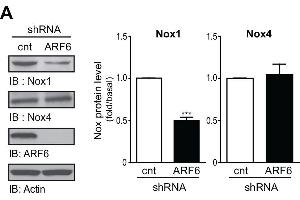 ARF6 regulates Nox1 expression.