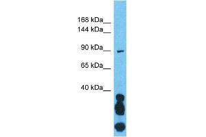 Image no. 1 for anti-O-Linked N-Acetylglucosamine (GlcNAc) Transferase (UDP-N-Acetylglucosamine:polypeptide-N-Acetylglucosaminyl Transferase) (OGT) (N-Term) antibody (ABIN2783662)