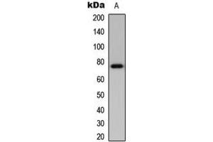 Image no. 1 for anti-BMX Non-Receptor Tyrosine Kinase (BMX) (N-Term) antibody (ABIN2707370)