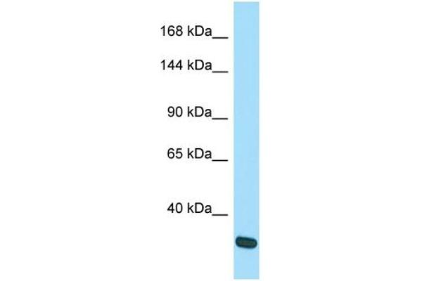 anti-SLIT-ROBO rho GTPase Activating Protein 3 (SRGAP3) (N-Term) antibody