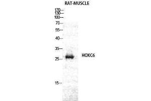 Image no. 1 for anti-Homeobox C6 (HOXC6) (C-Term) antibody (ABIN3185076)