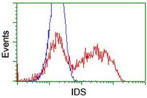 Image no. 14 for anti-Iduronate 2-Sulfatase (IDS) antibody (ABIN1498798)