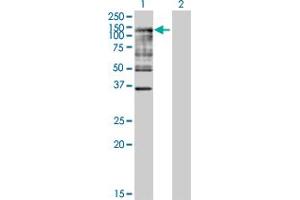 Image no. 2 for anti-Ubiquitin-Like Modifier Activating Enzyme 7 (UBA7) (AA 1-1012) antibody (ABIN521202)