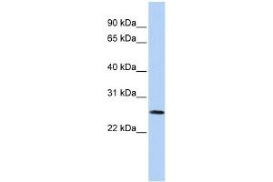 Image no. 1 for anti-Vestigial Like 1 (VGLL1) (Middle Region) antibody (ABIN2787525)