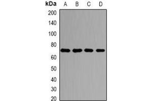 Image no. 2 for anti-Protein Arginine Methyltransferase 5 (PRMT5) antibody (ABIN6005996)