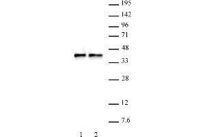 WDR5 antibody (pAb) tested by Western blot.