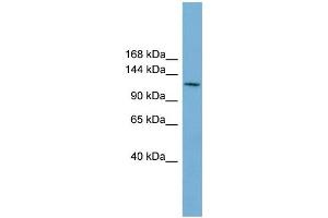 WB Suggested Anti-CDC27  Antibody Titration: 0.