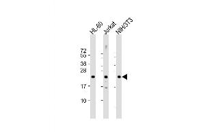 Image no. 2 for anti-Ras Homolog Gene Family, Member C (RHOC) (AA 102-130), (C-Term) antibody (ABIN658026)
