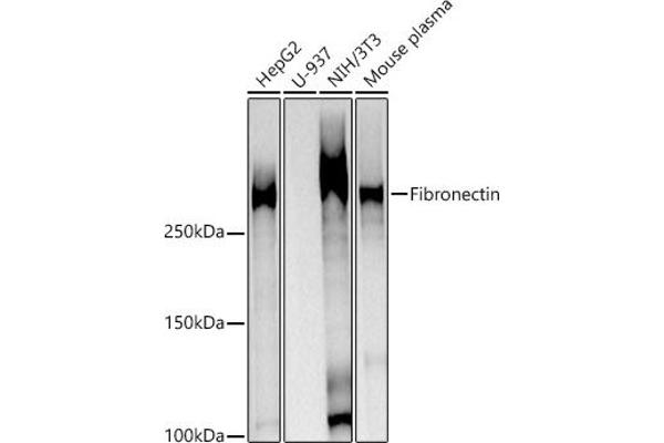 Fibronectin 1 Antikörper  (AA 2200-2355)