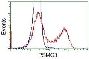 Image no. 2 for anti-Proteasome (Prosome, Macropain) 26S Subunit, ATPase, 3 (PSMC3) antibody (ABIN2729958)