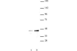 Image no. 1 for anti-SET Domain Containing (Lysine Methyltransferase) 8 (SETD8) (N-Term) antibody (ABIN6972699)