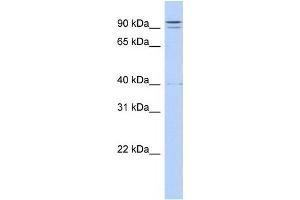 Image no. 1 for anti-Tetratricopeptide Repeat Domain 14 (TTC14) antibody (ABIN2458552)
