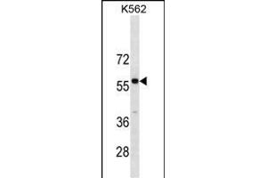 PBX3 antibody  (N-Term)