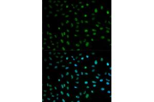 Image no. 1 for anti-ELAV (Embryonic Lethal, Abnormal Vision, Drosophila)-Like 1 (Hu Antigen R) (ELAVL1) antibody (ABIN3022231)