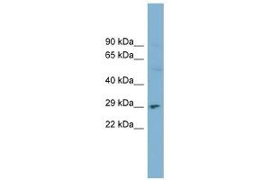Image no. 1 for anti-Deoxyribonuclease I (DNASE1) (N-Term) antibody (ABIN634872)