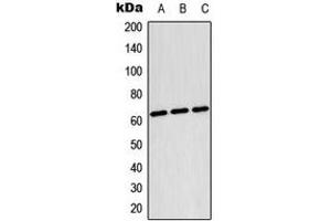 Image no. 1 for anti-Testis-Specific Kinase 2 (TESK2) (Center) antibody (ABIN2707164)
