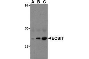 Image no. 2 for anti-ECSIT (ECSIT) (C-Term) antibody (ABIN499780)