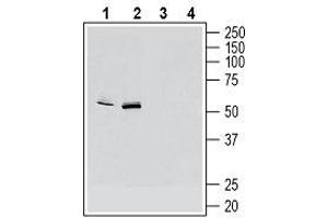 Western blot analysis of mouse BV-2 microglia cell line lysate (lanes 1 and 3) and mouse J774 macrophage cell line lysate (lanes 2 and 4): - 1, 2.