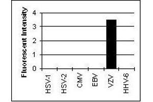 Image no. 3 for anti-Glycophorin C (GYPC) antibody (ABIN265604)