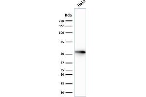 Image no. 1 for anti-Keratin 7 (KRT7) antibody (ABIN6939869)