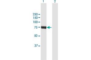 Image no. 1 for anti-Regulatory Factor X 4 (RFX4) (AA 1-641) antibody (ABIN948402)