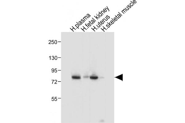 Lactoferrin antibody