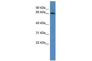 Image no. 1 for anti-ADAM Metallopeptidase Domain 23 (Adam23) (C-Term) antibody (ABIN928104)