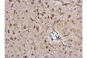 IHC-P Image ERp57 antibody [C3], C-term detects ERp57 protein at cytosol on rat middle brain by immunohistochemical analysis.