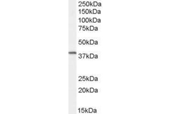 anti-FXYD Domain Containing Ion Transport Regulator 5 (FXYD5) (C-Term) antibody
