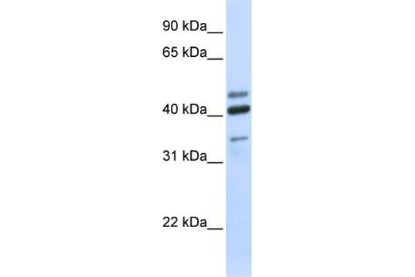 HYAL1 antibody  (N-Term)