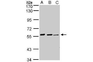 Image no. 1 for anti-Arylsulfatase E (ARSE) (C-Term) antibody (ABIN2854321)