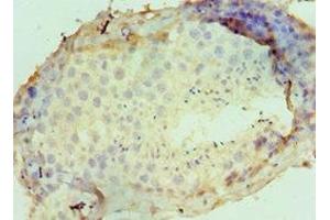 Immunohistochemistry of paraffin-embedded human testis tissue using ABIN7149988 at dilution of 1:100