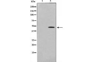 Image no. 1 for anti-Early Growth Response 2 (EGR2) (C-Term) antibody (ABIN6261467)