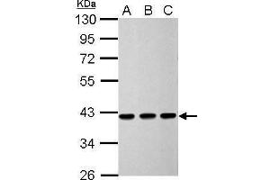 Image no. 2 for anti-Calponin 3, Acidic (CNN3) (Center) antibody (ABIN2856266)